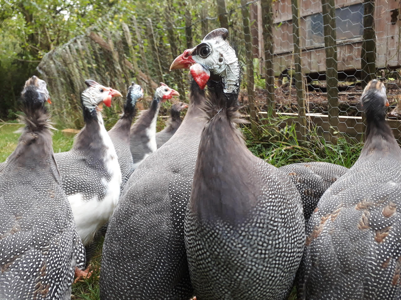 Wandering Guinea Fowl